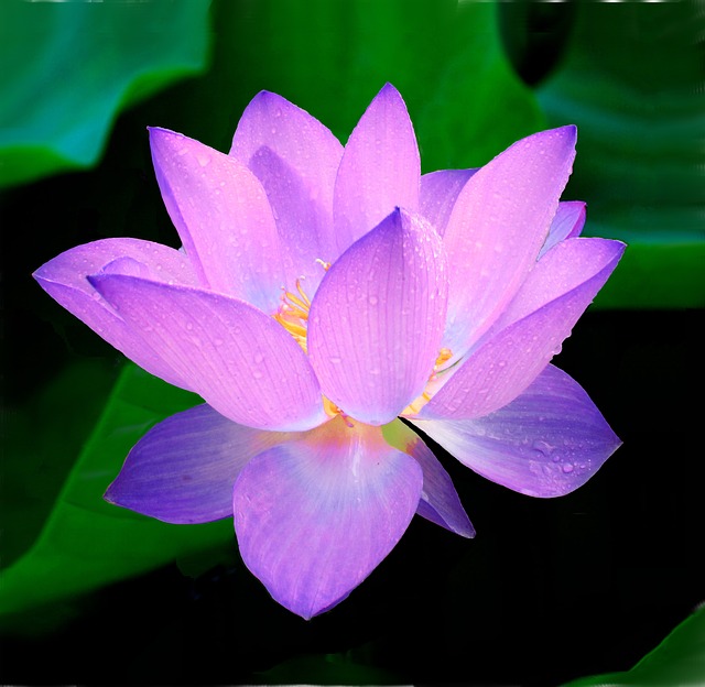 LOTO